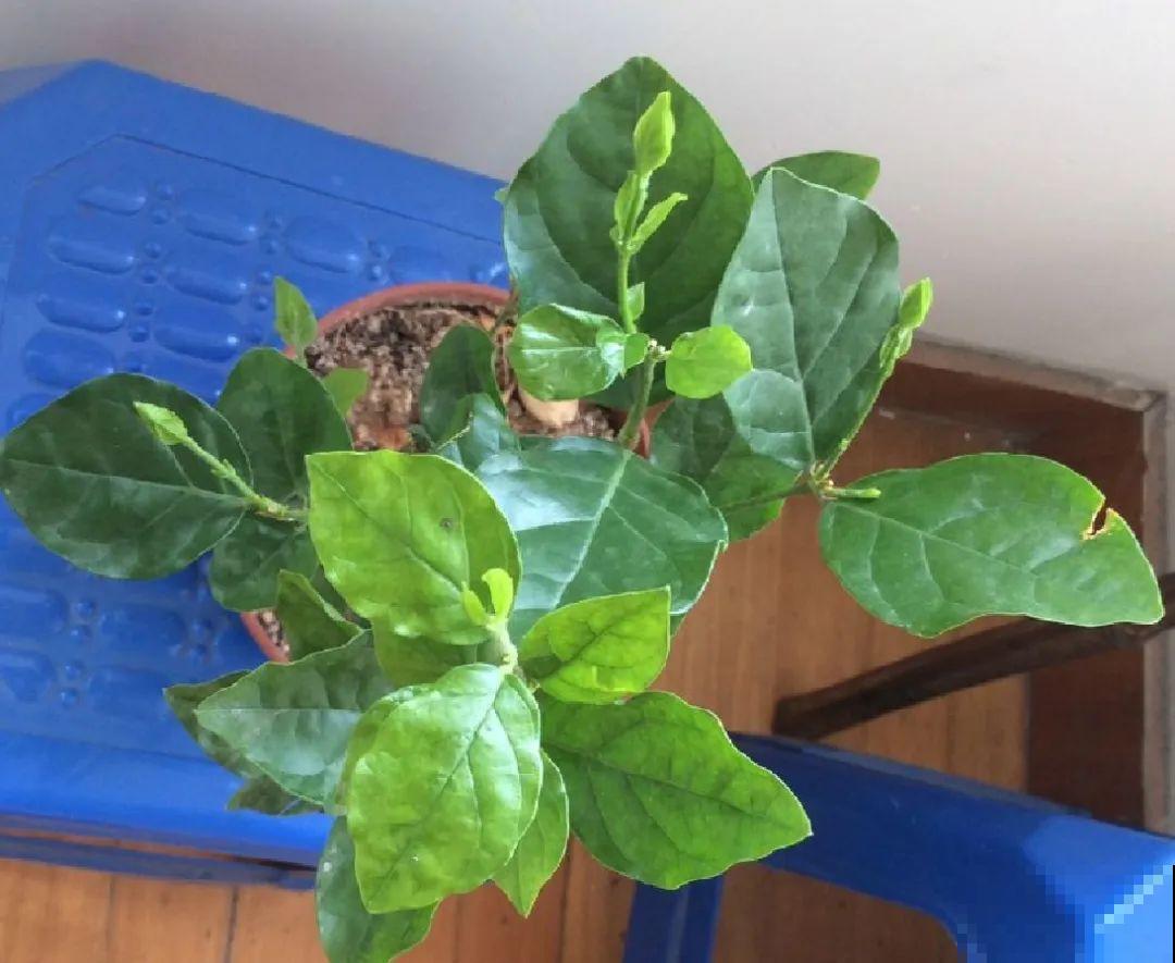 天热黄叶，原因都在这儿，一看就明白！