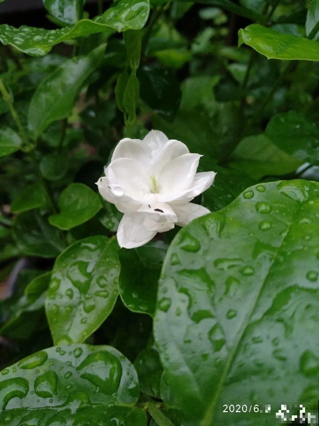 20种花,夏天这么浇水,长得快、开花多! 20种花,夏天这么浇水,长得快、开花多!