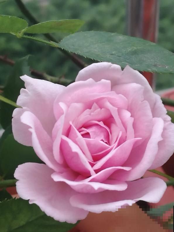 养花的10大好处,爱养花的你,一定要看 养花的10大好处,爱养花的你,一定要看