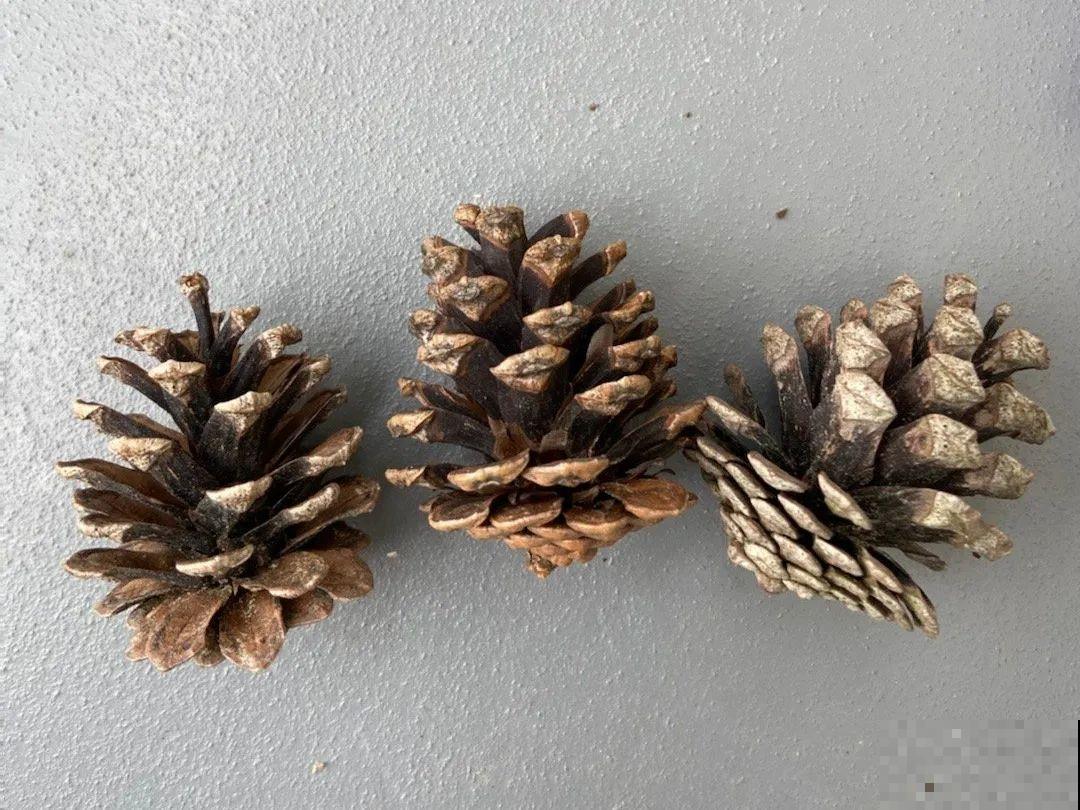 9种花可以预测天气，一开花就说明要下雨了！