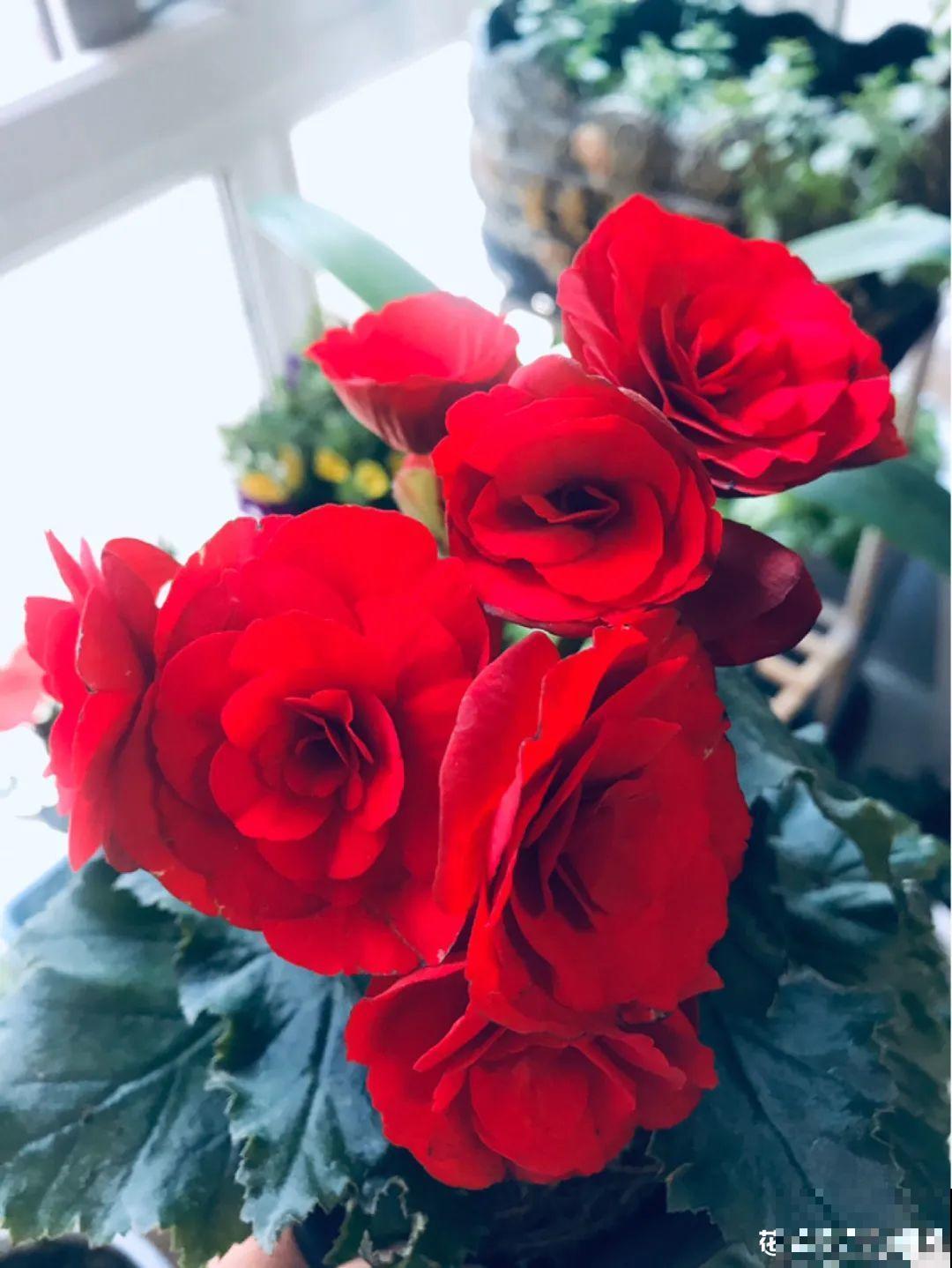 8种花夏天太容易死,现在赶紧扦插,死了也不心疼! 8种花夏天太容易死,现在赶紧扦插,死了也不心疼!