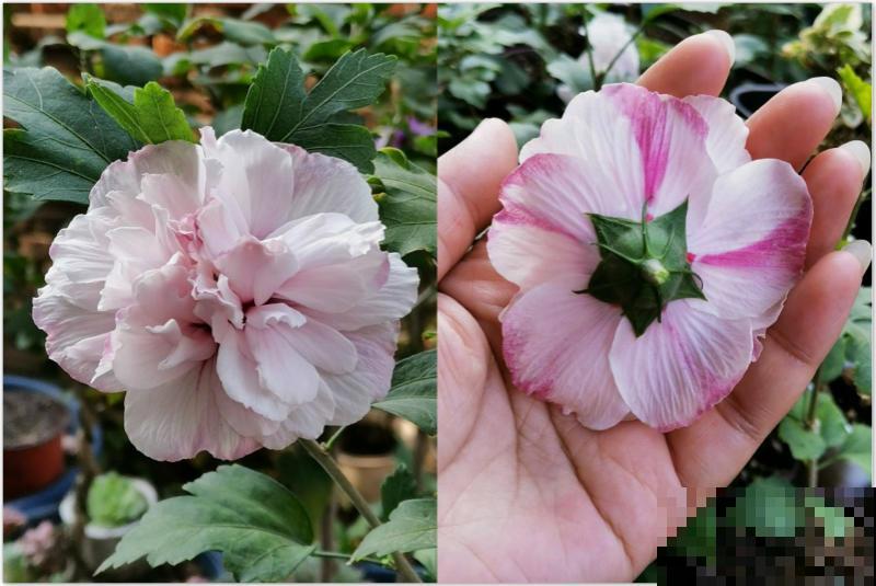 路边的木槿花开了,老人摘了一大筐,上锅蒸比肉还香! 路边的木槿花开了,老人摘了一大筐,上锅蒸比肉还香!