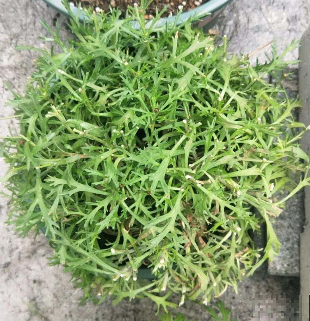 修剪时间到了，有这花赶紧剪，剪完很快又开花！