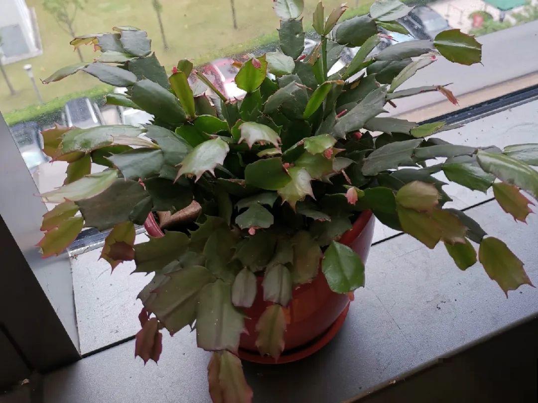 20种花,夏天这么浇水,长得快、开花多! 20种花,夏天这么浇水,长得快、开花多!