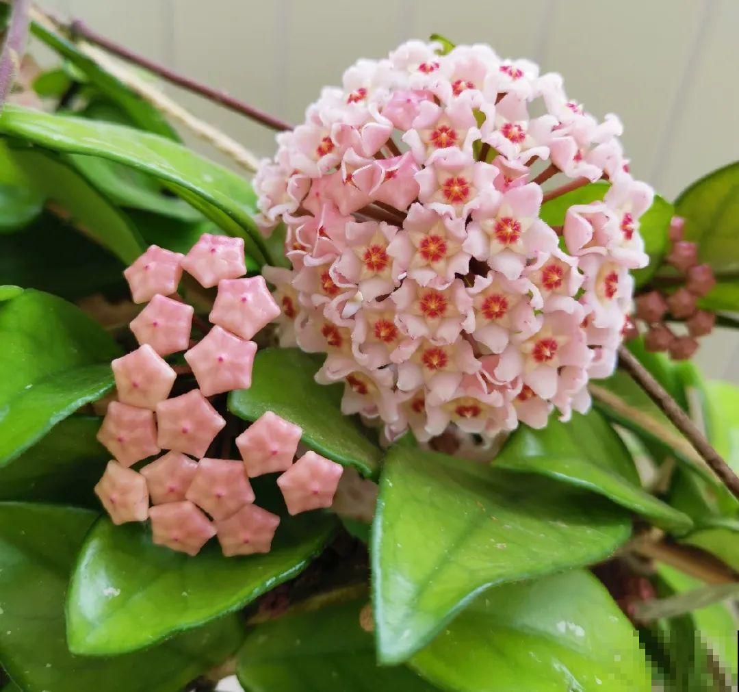 家里养这花，开成了花帘子，邻居都有眼福了！
