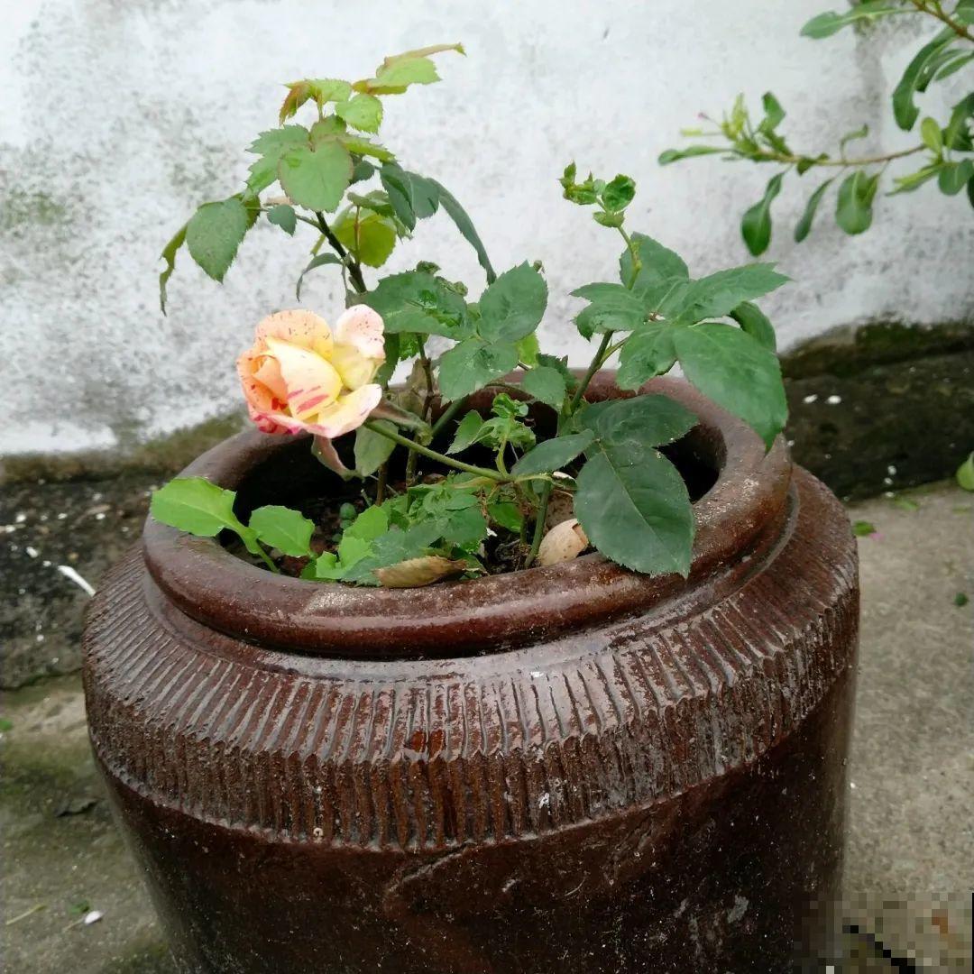 咸菜坛子先别丢,拿来养花,盆盆养成小树,太震撼 咸菜坛子先别丢,拿来养花,盆盆养成小树,太震撼