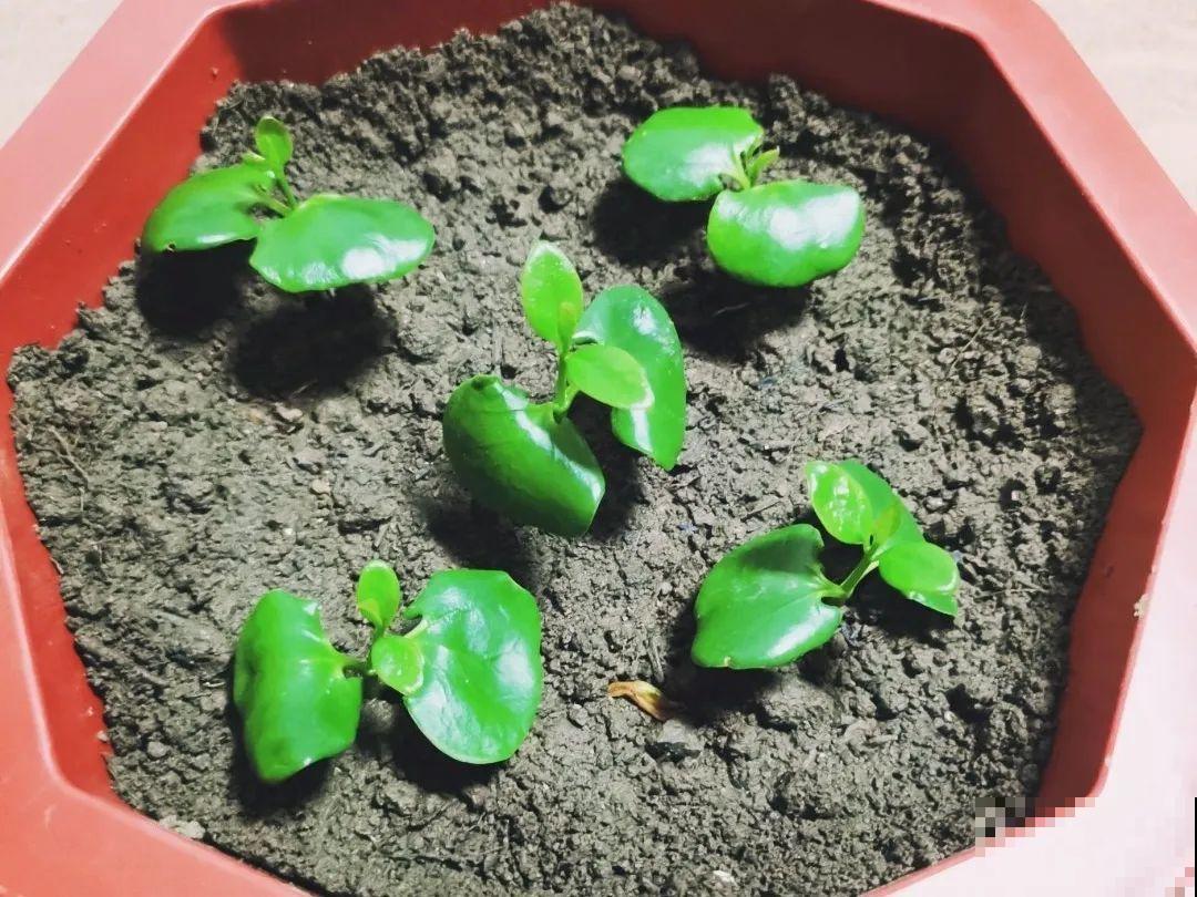 7月出梅，7月入伏，这些花赶紧收拾了！