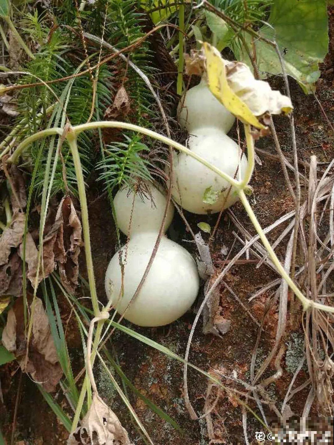 佛手瓜寓意好,家里养一棵,果子挂满枝头 佛手瓜寓意好,家里养一棵,果子挂满枝头