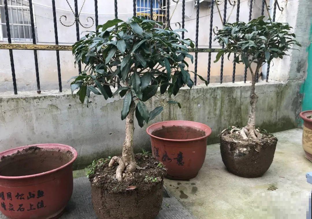 吊兰就用小盆养，根系拽一拽，立马变老桩！