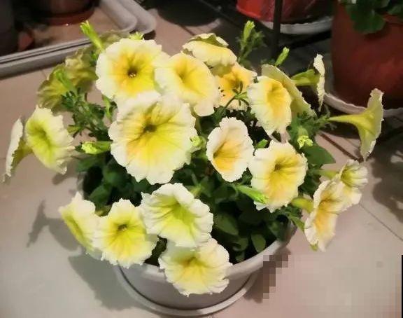 绣球马上剪，下个月就晚了，错过明年不开花