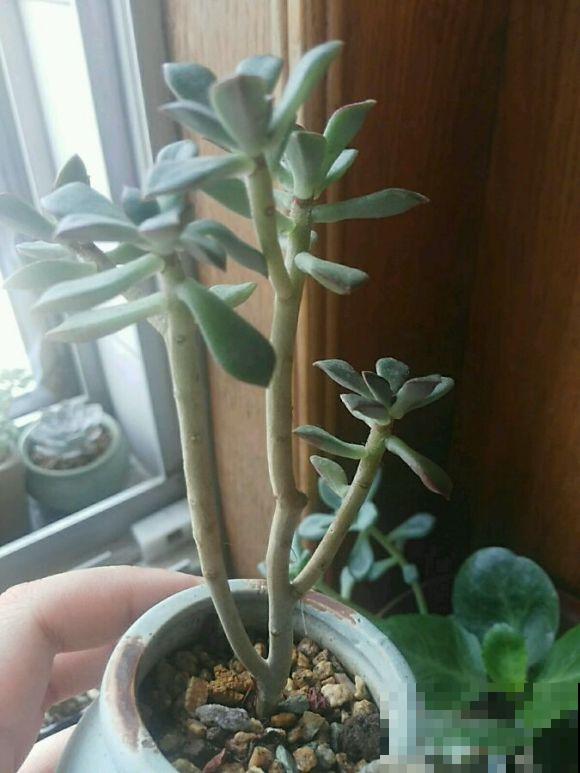 新手养花，居然养成这个样子，笑死我了