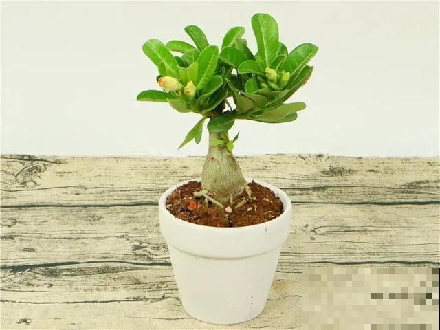 沙漠玫瑰特耐旱，大热天不浇水，也能呼呼开爆盆