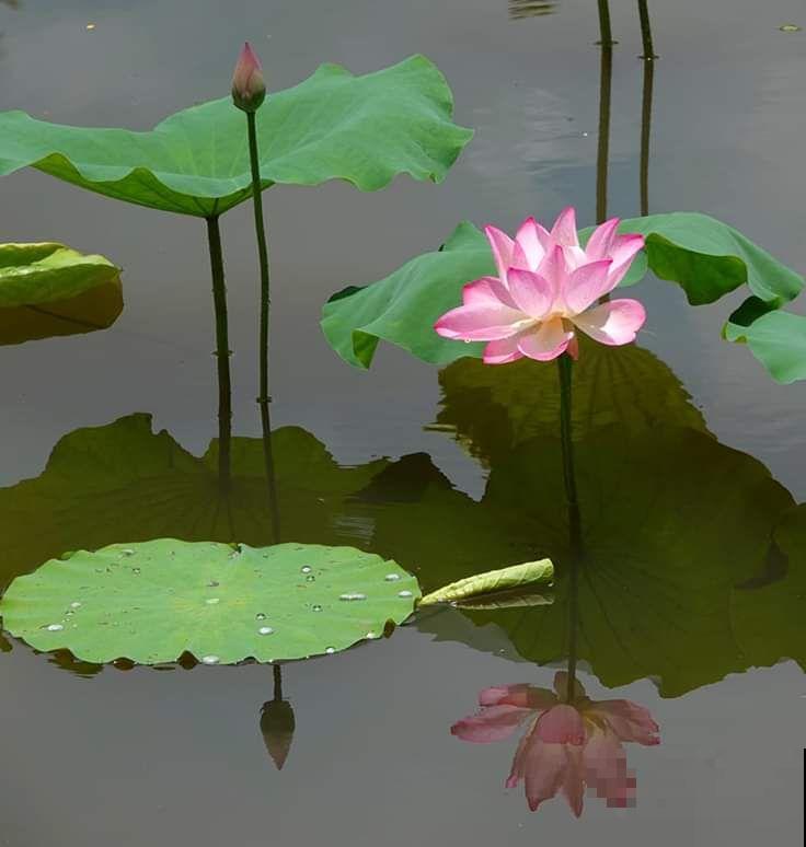 一种花,一首诗,6种花你最钟爱哪一种? 一种花,一首诗,6种花你最钟爱哪一种?