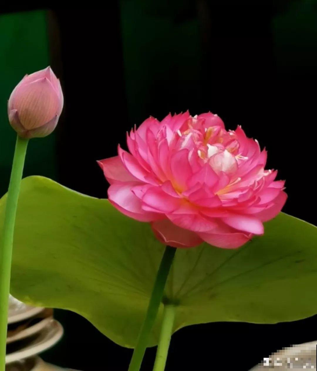 10种花，有气质、特清新，最适合房间里养！