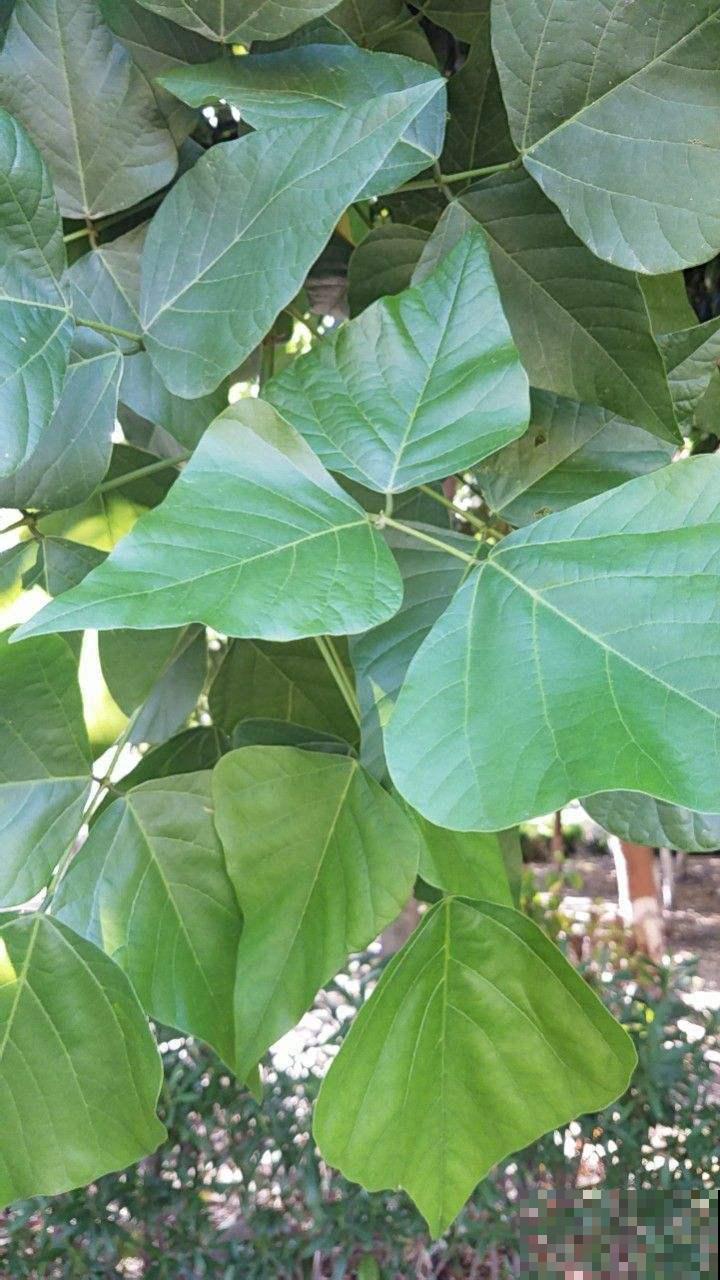 路边的刺桐大高个，开花奇特惹人沉醉，原来还有大作用！