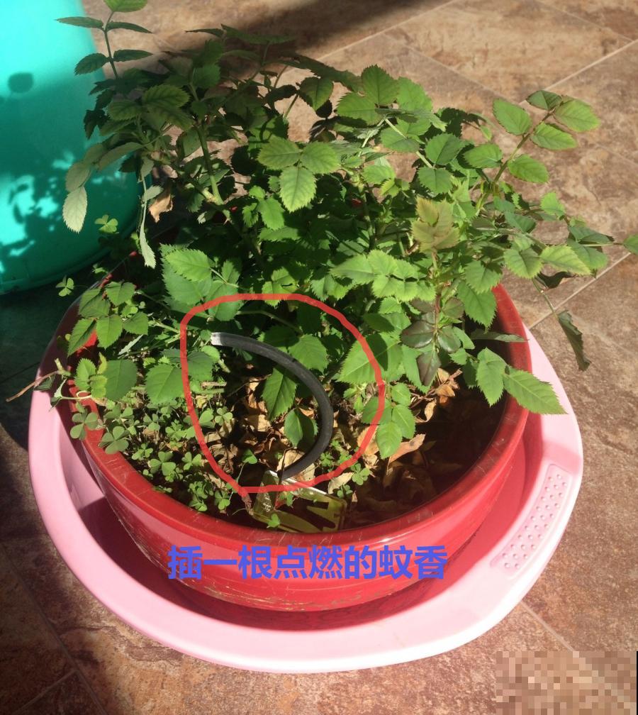 自制杀菌水、杀虫水，3天给花喷一次，虫病全扫光！