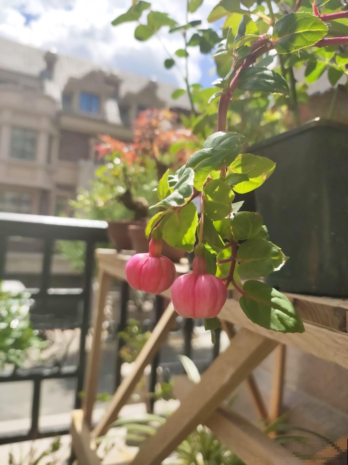 养花晒太阳很重要,关于晒太阳的误区,你中了哪几个? 养花晒太阳很重要,关于晒太阳的误区,你中了哪几个?