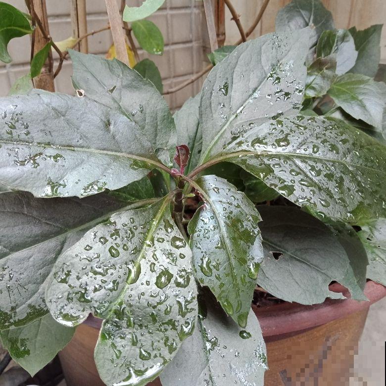 阳台种4种菜,一年四季都能吃,省了不少买菜钱 阳台种4种菜,一年四季都能吃,省了不少买菜钱