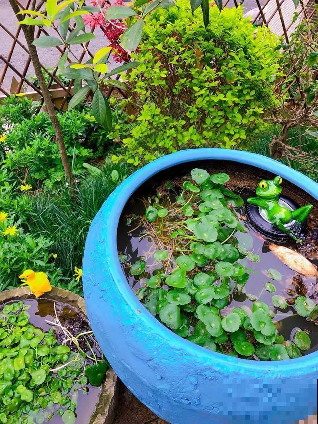 花盆里摆了它,更有趣、更新奇,邻居来了想搬走! 花盆里摆了它,更有趣、更新奇,邻居来了想搬走!