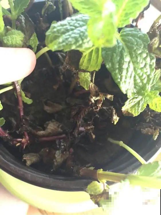 夏天花卉叶子哗哗掉,赶紧遮阴,不然掉成光杆司令 夏天花卉叶子哗哗掉,赶紧遮阴,不然掉成光杆司令