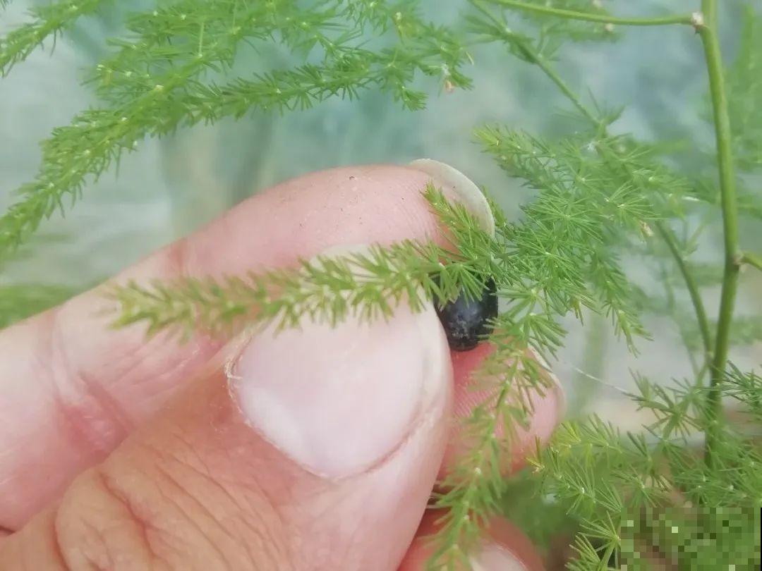 这花都是潜力股，开完种子一大把，千万别剪了！