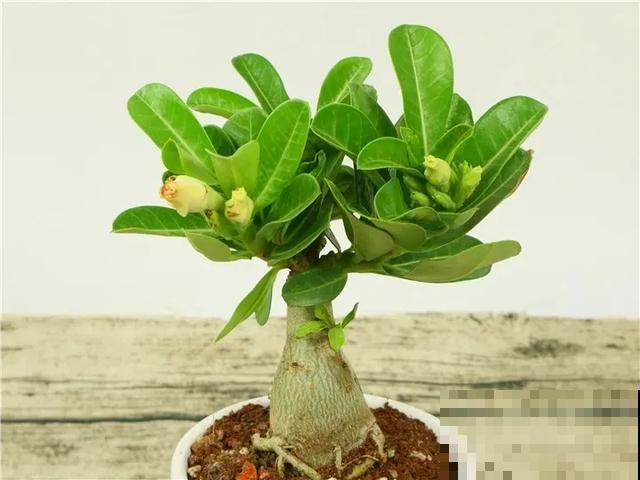 沙漠玫瑰特耐旱，大热天不浇水，也能呼呼开爆盆