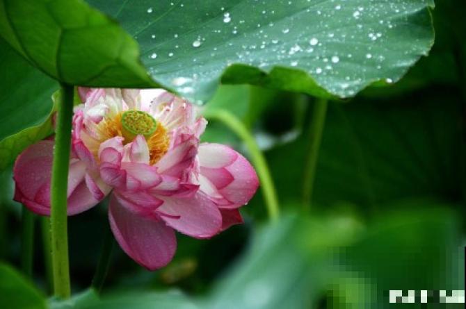 手机拍花，实用小技巧，一分钟把照片背景变黑！