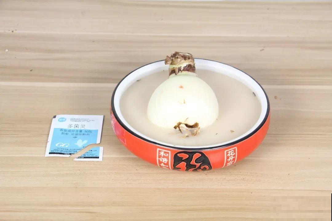 1个“洋葱”埋盆里，开花比脸还大，养10年挖出一大盆！