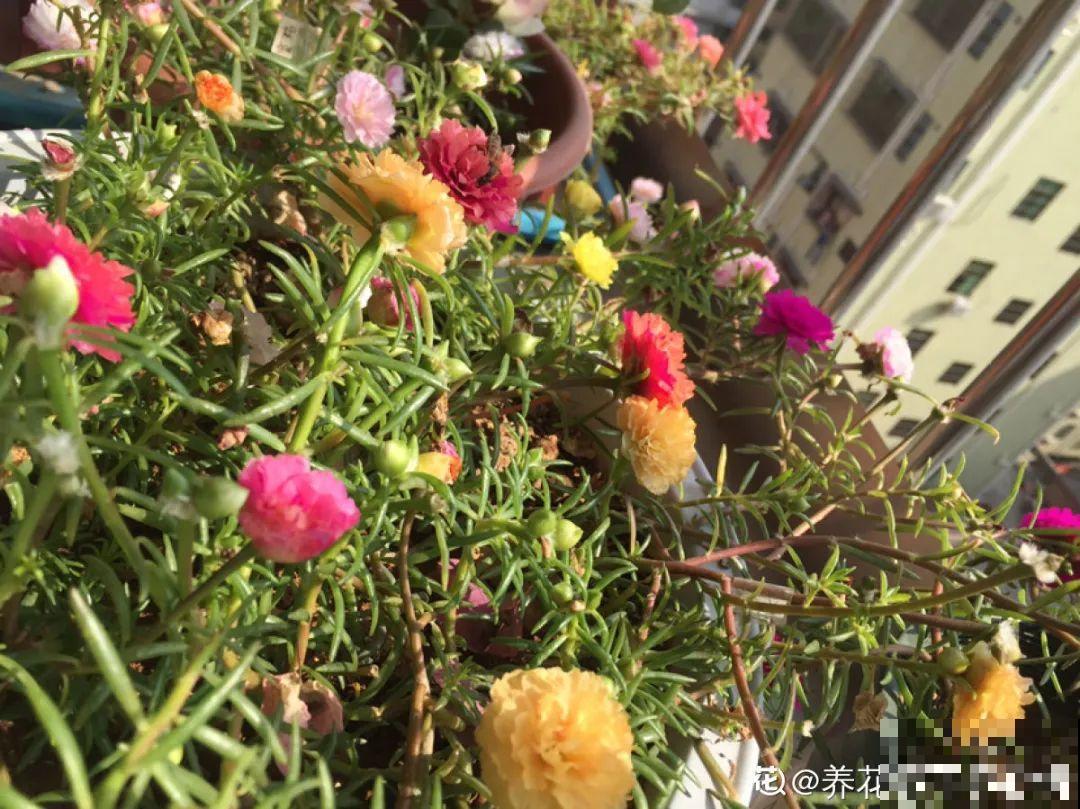 12种花，适合夹缝里养，不占地儿、开花最多！