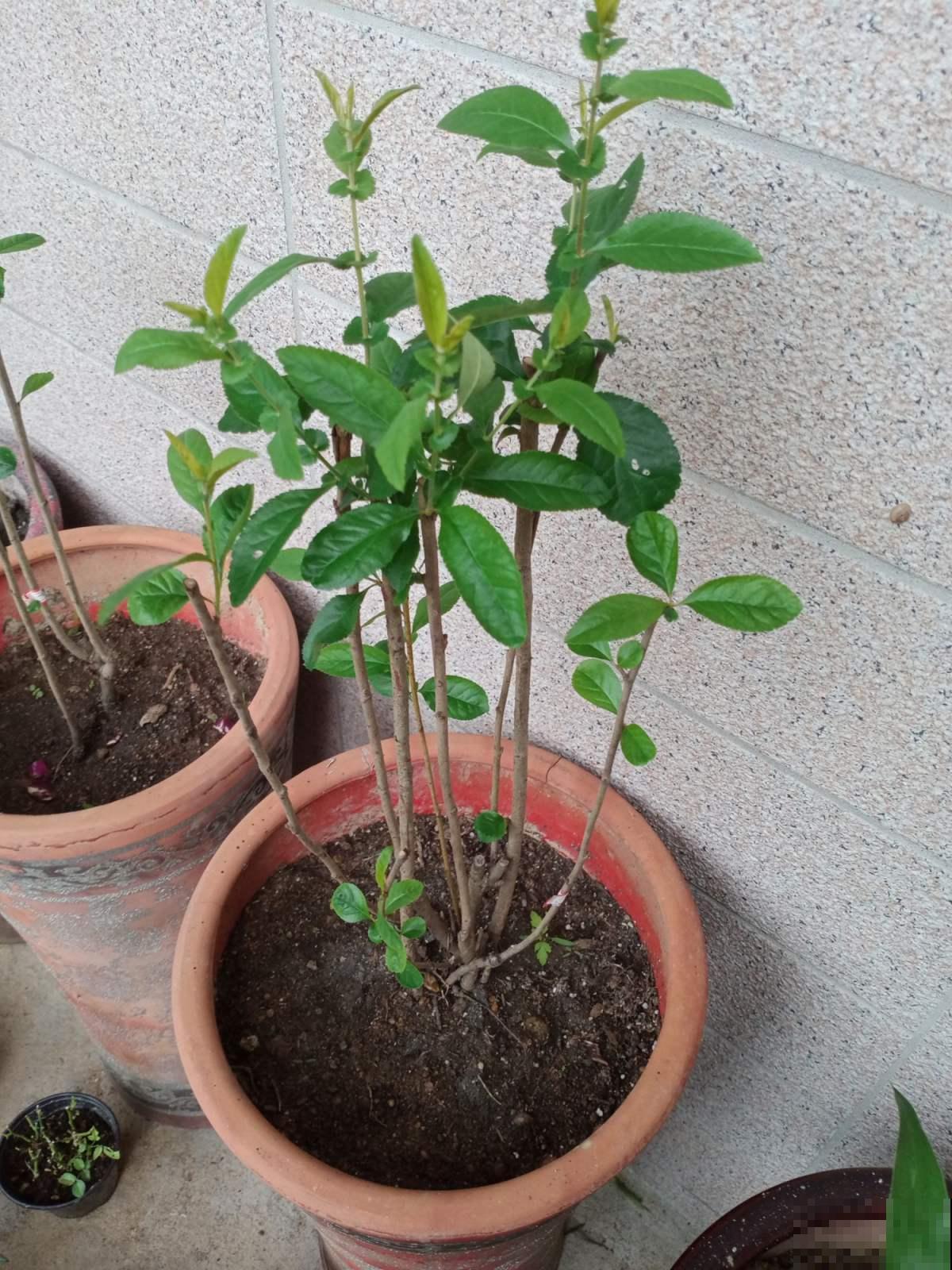 栀子花也能结种子?埋土里播出好几棵苗,再也不用花钱买! 栀子花也能结种子?埋土里播出好几棵苗,再也不用花钱买!