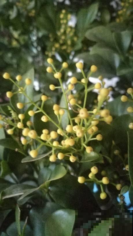 米兰浇点酸酸水,一次能开上千朵花,满屋子都是香味 米兰浇点酸酸水,一次能开上千朵花,满屋子都是香味