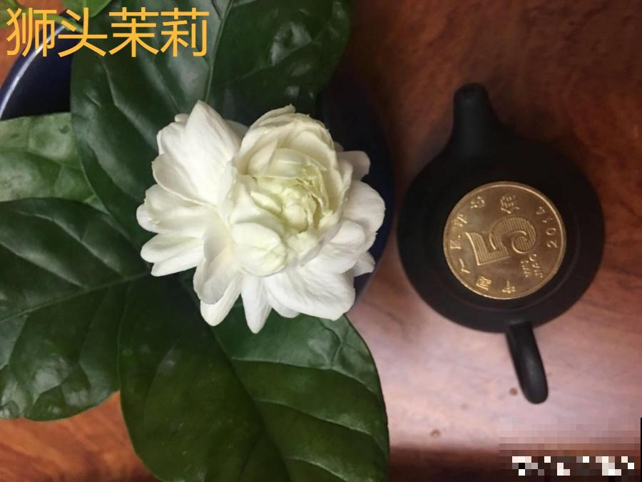 香水花和臭味花，一个香一个臭，千万别养错了！