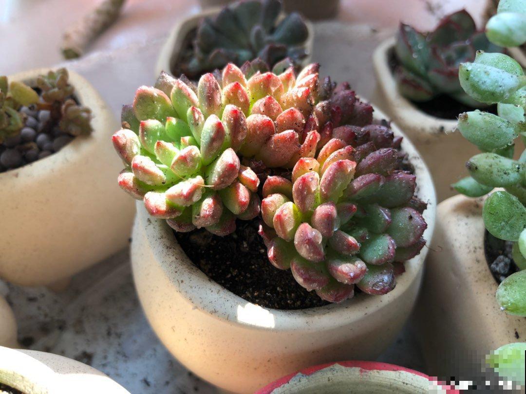 谁说北阳台不能养多肉?这些耐阴品种,照样长得美美的! 谁说北阳台不能养多肉?这些耐阴品种,照样长得美美的!