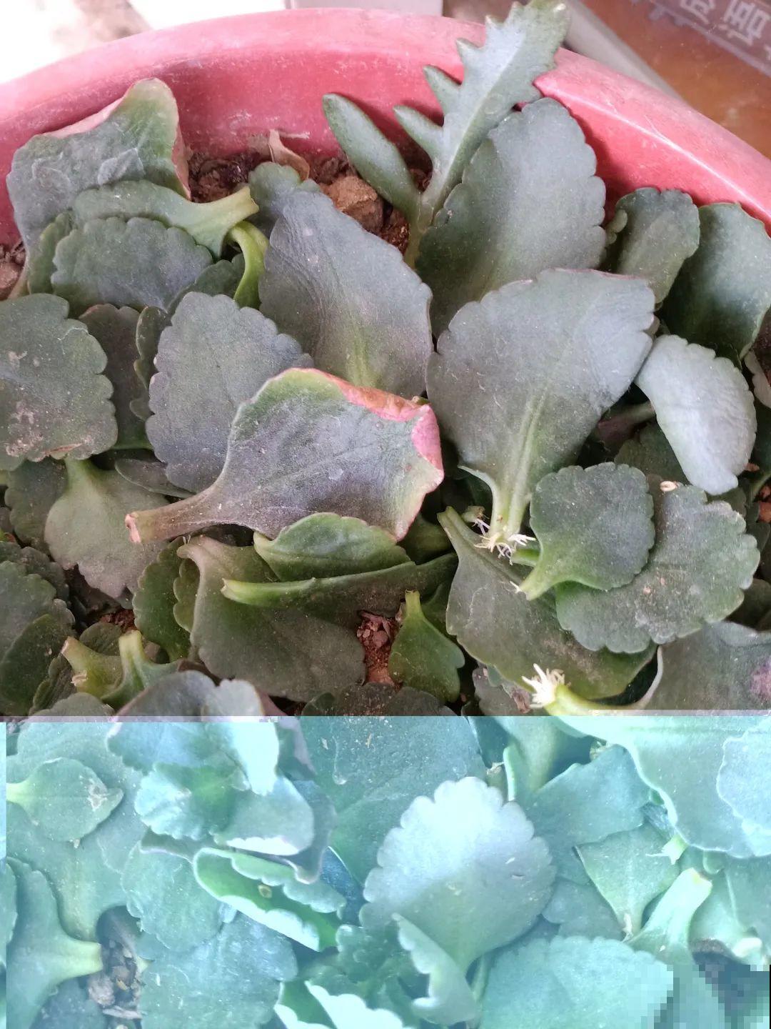 8种花夏天太容易死,现在赶紧扦插,死了也不心疼! 8种花夏天太容易死,现在赶紧扦插,死了也不心疼!