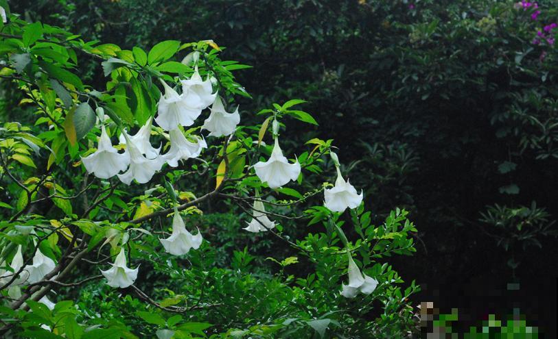 这6种花,不但长得好看,还可以入药! 这6种花,不但长得好看,还可以入药!