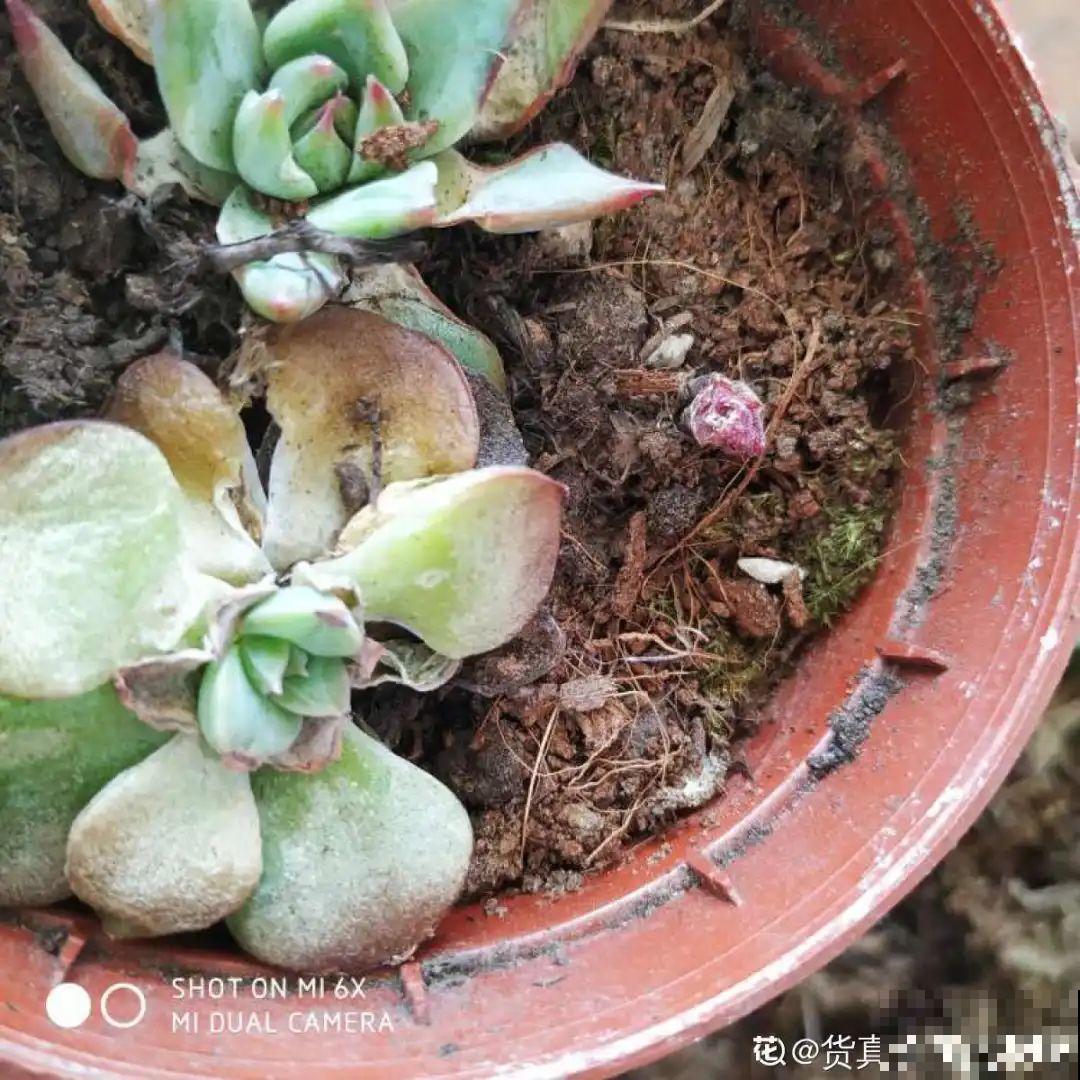 11种花夏天少浇水，否则3天就死了！