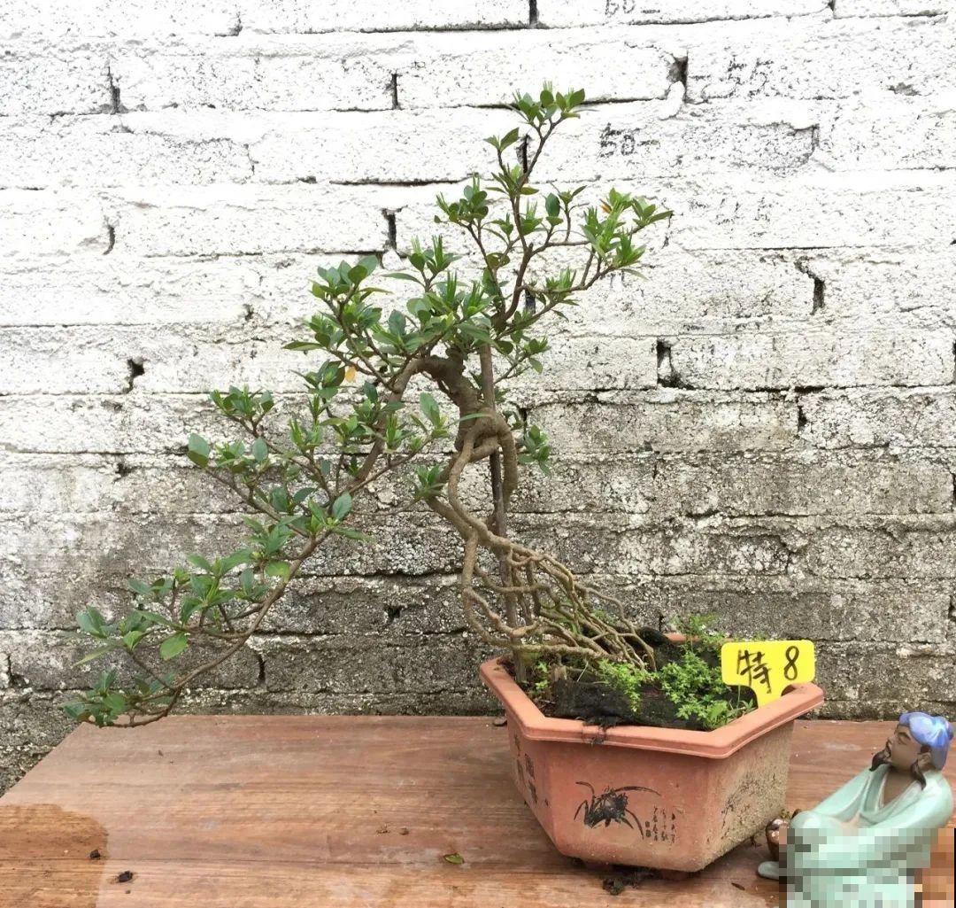 吊兰就用小盆养，根系拽一拽，立马变老桩！