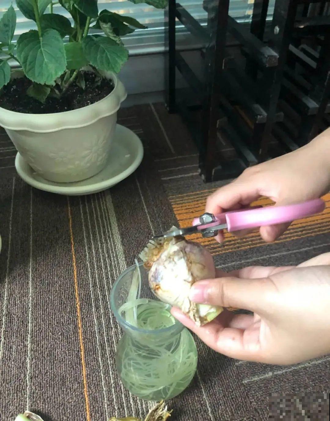 7种花会伪装，夏天会假死，好好养护秋天还能活