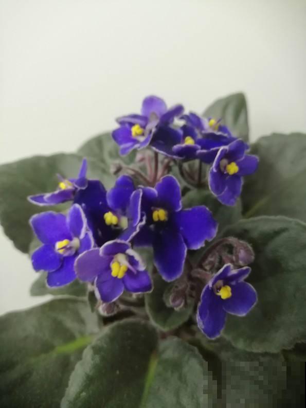 家里没光照,就养4种耐阴花,没光也能蹭蹭开花 家里没光照,就养4种耐阴花,没光也能蹭蹭开花