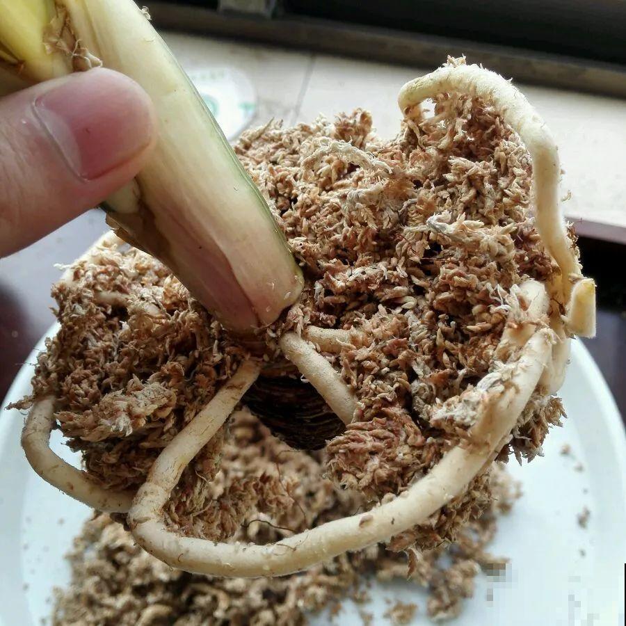 7种不起眼的小东西，拿来养花，根长得特壮