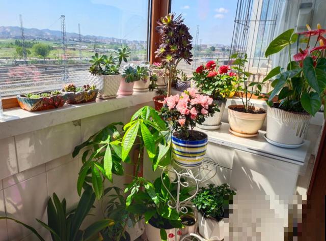 养花走火入魔，是种怎样的体验？