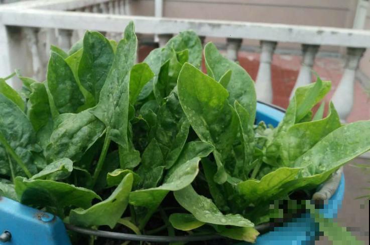 16个植物冷知识,第一次听说,太神奇了! 16个植物冷知识,第一次听说,太神奇了!