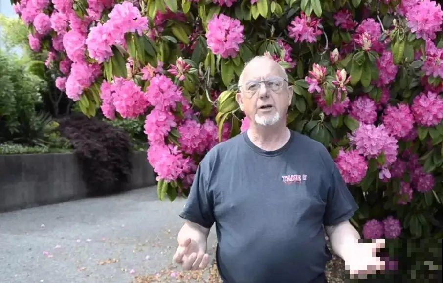 门口养棵大花树,风吹就开花,20年变成传家宝! 门口养棵大花树,风吹就开花,20年变成传家宝!