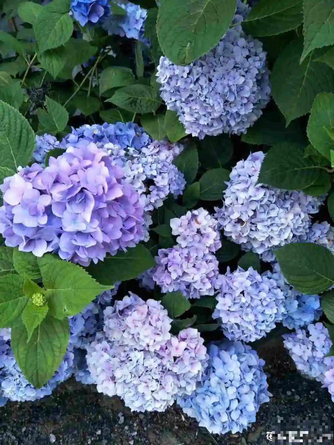 20种花,夏天这么浇水,长得快、开花多! 20种花,夏天这么浇水,长得快、开花多!