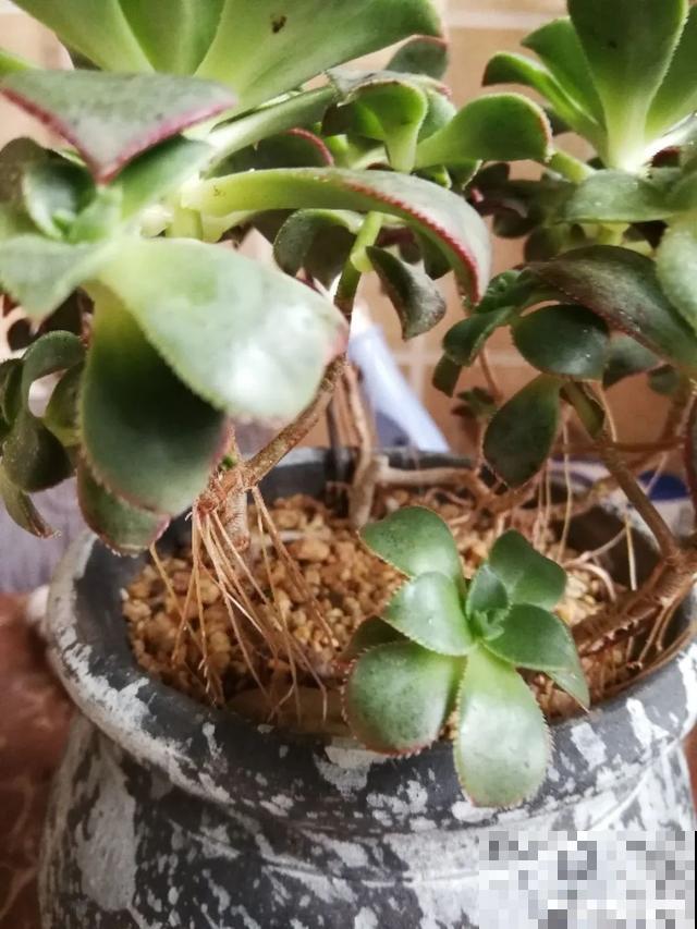 花长了“长胡须”,压土里一埋,10天就生根,特简单! 花长了“长胡须”,压土里一埋,10天就生根,特简单!