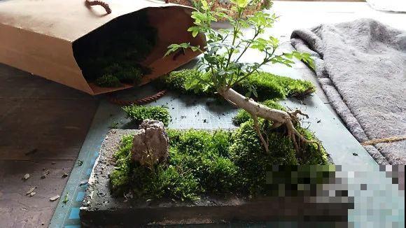 高价花盆扔一地，捡到手软，回家种花美炸了！
