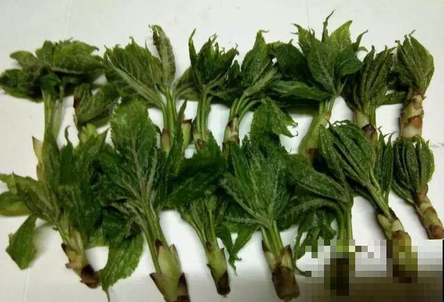 饭桌上不常见的野菜，吃过的人是少数，农村人才认识！