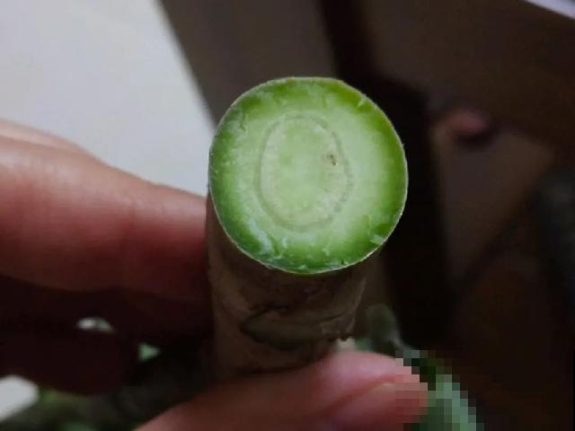 夏天潮湿闷热，一不小心花就烂根，看准时机砍掉，照样长出新叶子