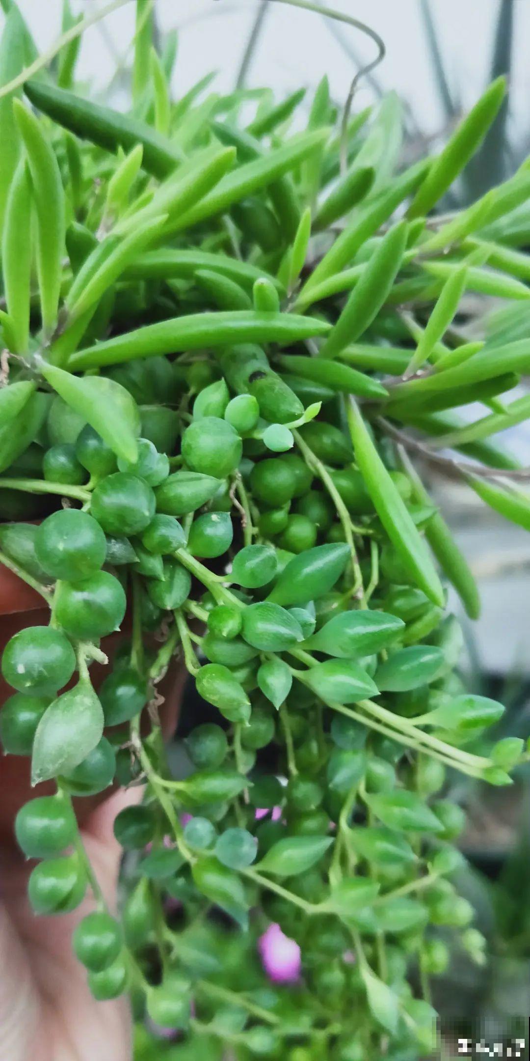 7种花就是饮水机,一天不喝水,叶子全瘪了! 7种花就是饮水机,一天不喝水,叶子全瘪了!