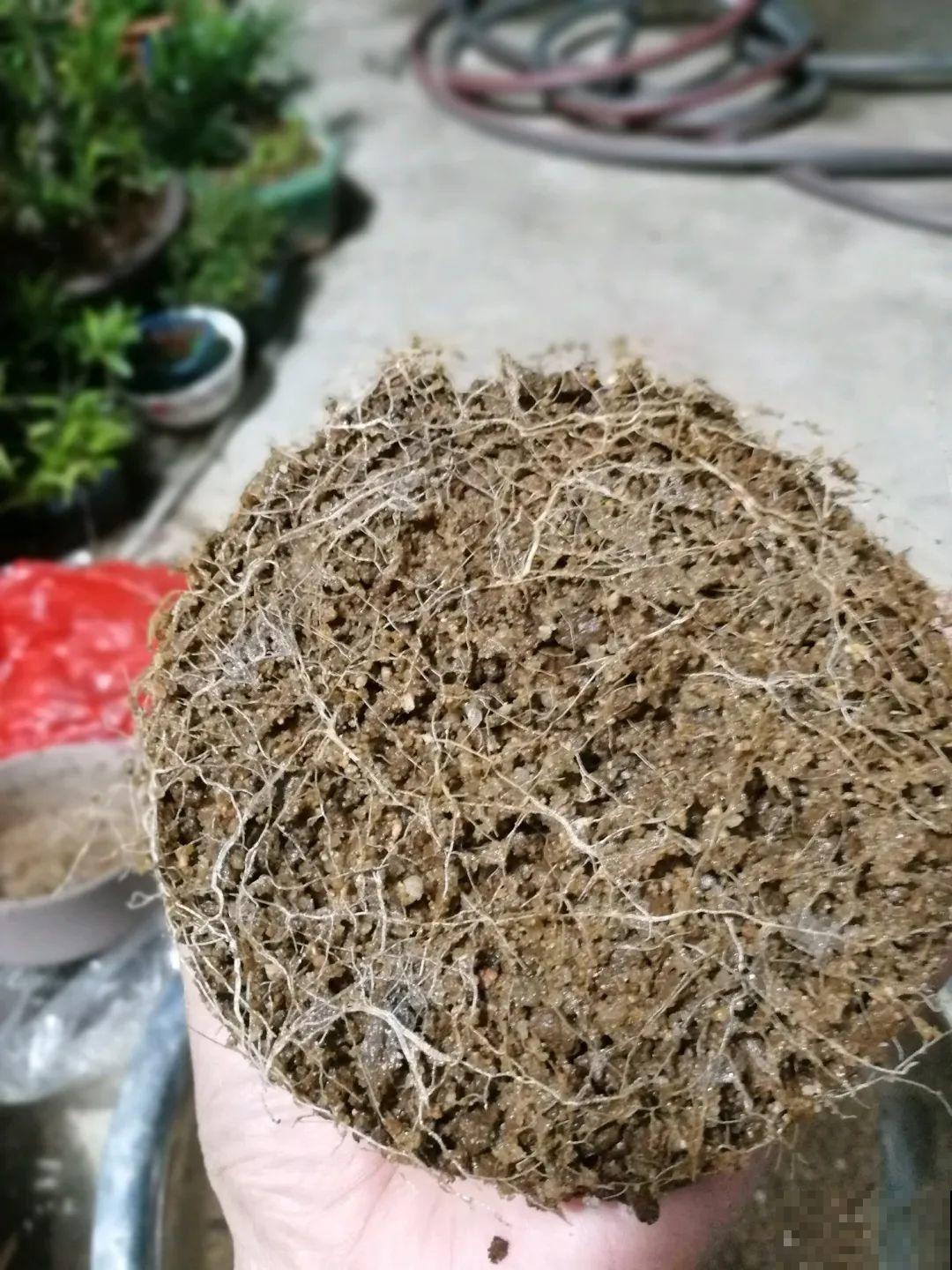 吊兰就用小盆养，根系拽一拽，立马变老桩！